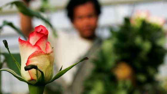 Des roses du bout du monde pour la Saint-Valentin en Europe ©Getty