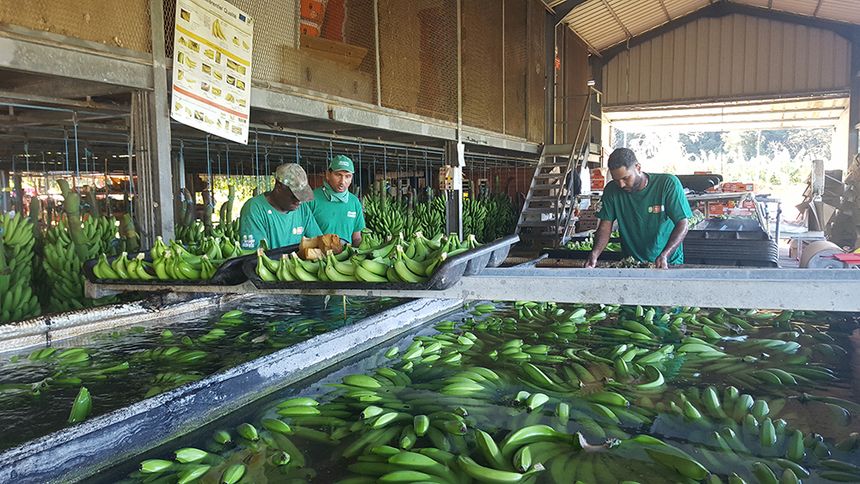 Production de bananes durables en Guadeloupe