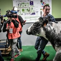 Gilles Druet et sa vache Imminence au salon de l'agriculture à Paris, en février 2019.