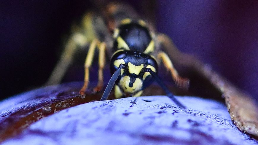 Ces dernières années, la mortalité des abeilles atteint en moyenne 20 % en Europe chaque hiver, selon Greenpeace.