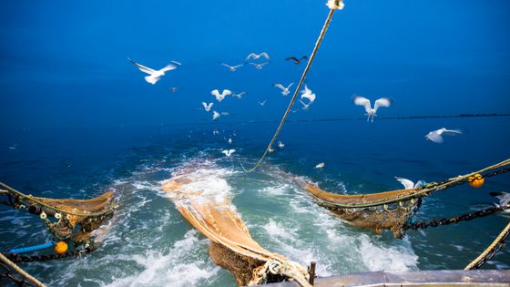 À l’échelle du globe, la surpêche fait partie des plus graves menaces pesant sur la santé des mers et de leurs habitants. ©Getty - Andrew Aitchison