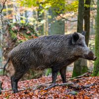 Sanglier des Ardennes