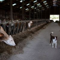 Un fermier inspecte son troupeau de vaches dans l'Est de la France.