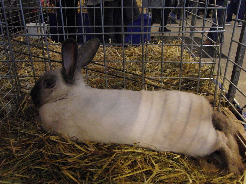 Lapin Sablé des Vosges - Salon international de l'agriculture 2013, Paris, France