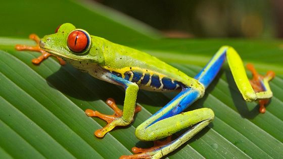 Grenouille aux yeux rouges (Agalychnis callidryas) avec ses membres bien adaptés pour grimper. - Carey James Balboa / CC