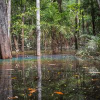 La forêt inondée du bassin Négro de Rio, début d’août, lorsque le niveau d’eau est encore élevé, inondant une grande superficie de la forêt primaire, au Brésil