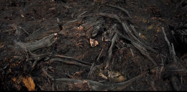 Les brulis sont pratiqués pour preparer la terre aux plantations de palmiers à huille en Indonésie