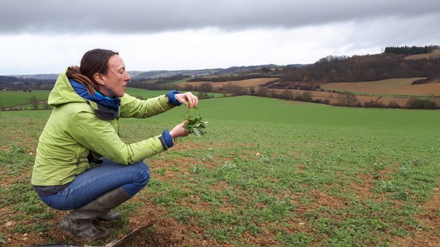 Aude Pelletier (Chambre d'agriculture de l'Ariège) devant un champ en semis direct