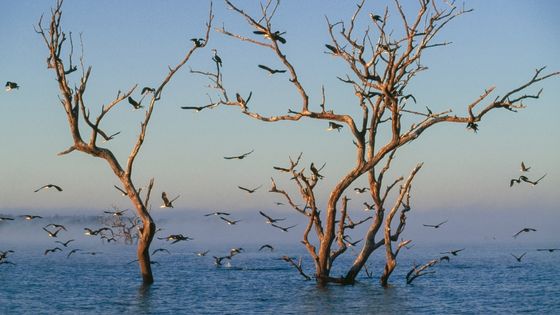Des oiseaux sur le lac Itezhi-Tezhi ©Getty - DEA / V. GIANNELLA