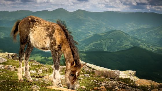 La Rhune : le pays de Ramuntcho et son pottok ©Getty