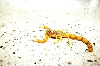 Tityus serrulatus, espèce endémique au Brésil Tityus serrulatus, espèce endémique au Brésil