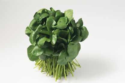 Bouquet de cresson Bouquet de cresson