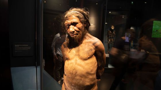 Un Neandertal exposé au Muséum d'histoire naturelle de Londres ©Getty - Mike Kemp/In Pictures