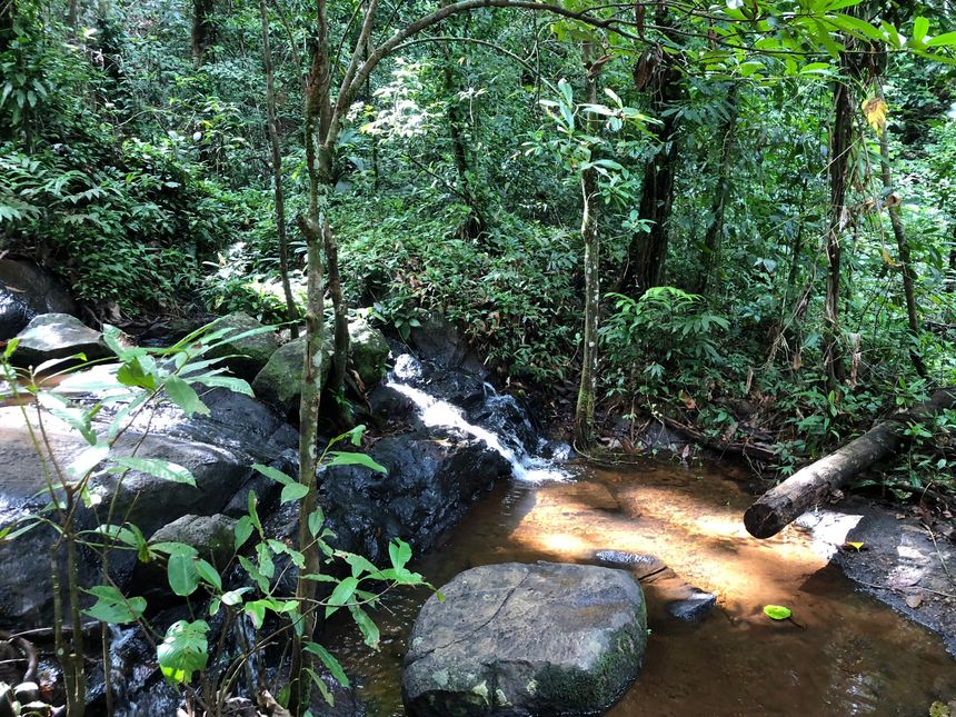 Le projet minier de l'ouest guyanais est jugé dangereux pour la forêt et son écosystème