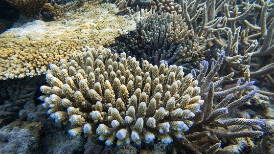 Les coraux abritent 25% de la vie marine, leur disparition est lourde de conséquences ©Getty - AGF
