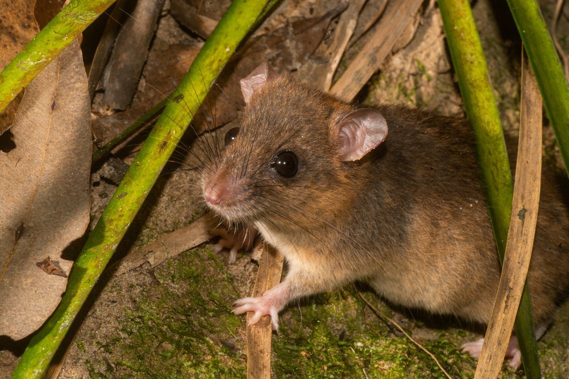 Disparition du petit rongeur Melomys Disparition du petit rongeur Melomys