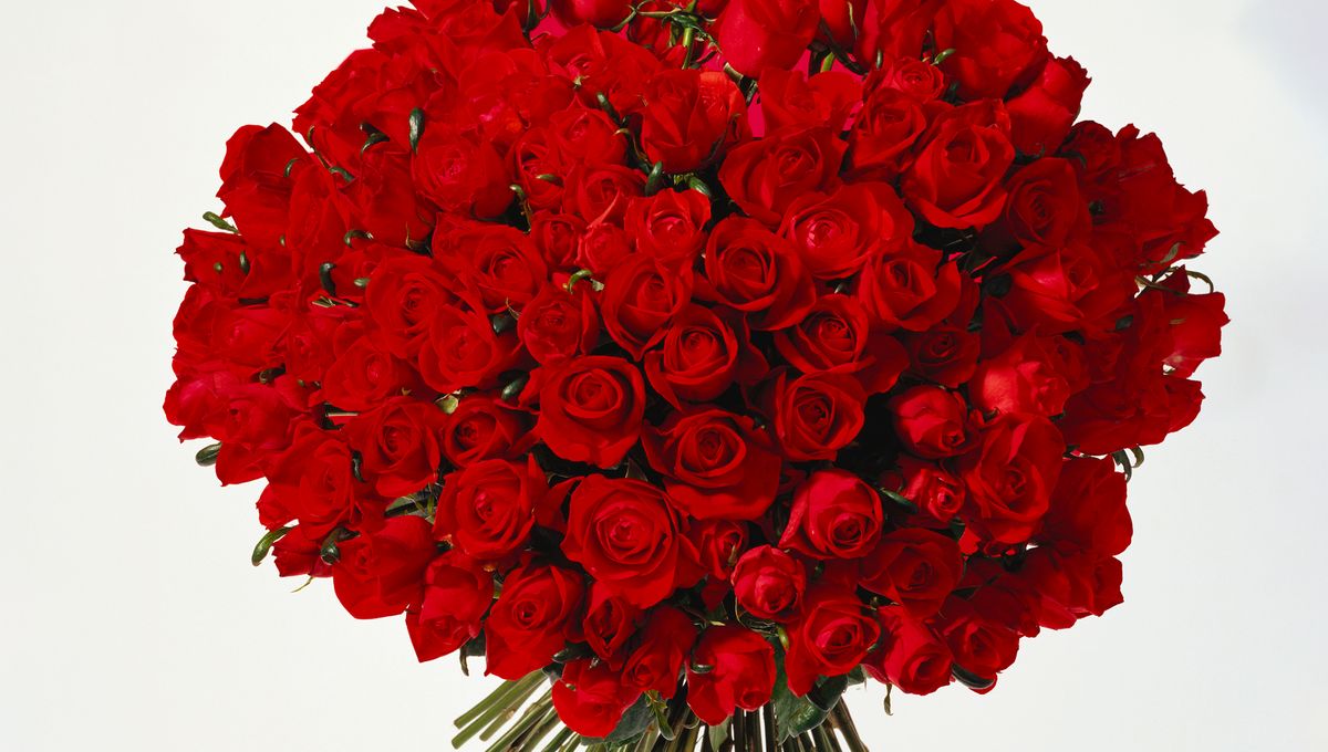 Saint Valentin. Épisode n°2 : Bouquet de Roses.