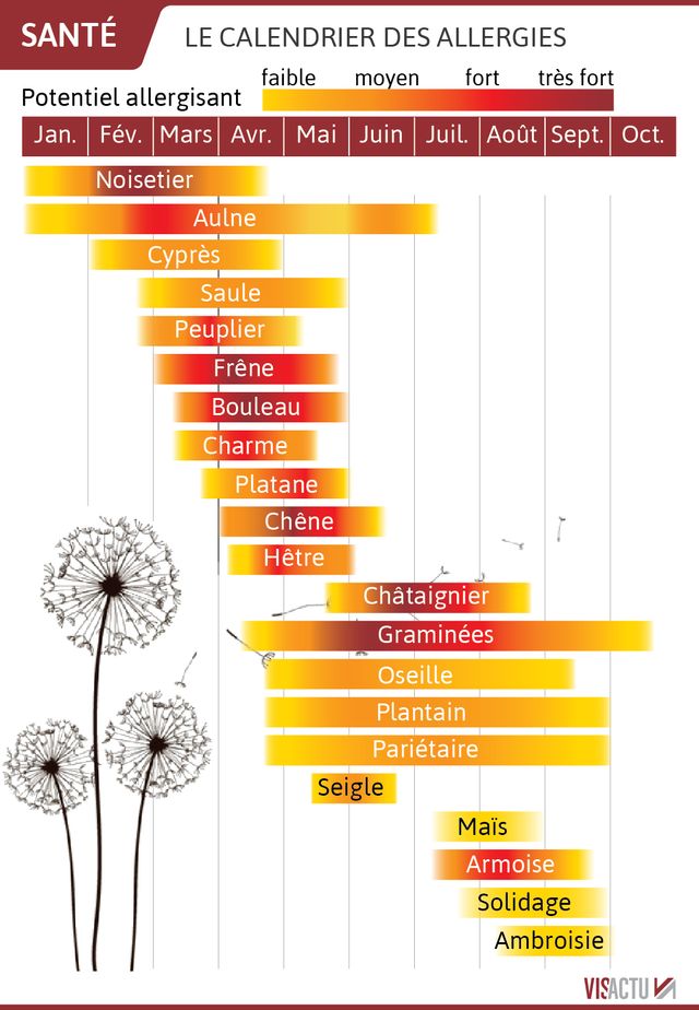 Le calendrier des allergies pour cette année