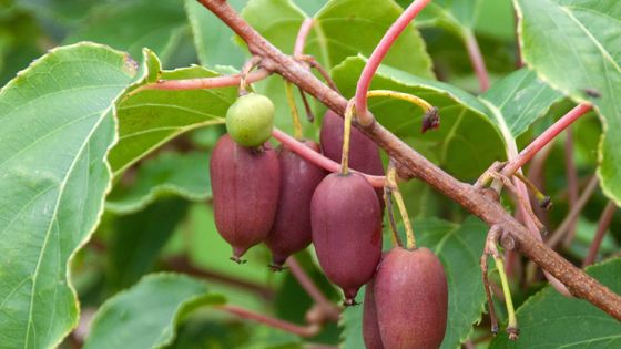 Kiwaï, également appelé kiwi de Sibérie ou kiwi d'été. Une plante grimpante de la famille des Actinidiaceae, originaire d'Extrême-Orient, cultivée pour ses fruits comestibles. ©Maxppp - McPHOTO/picture alliance / blickwinkel/M/Newscom