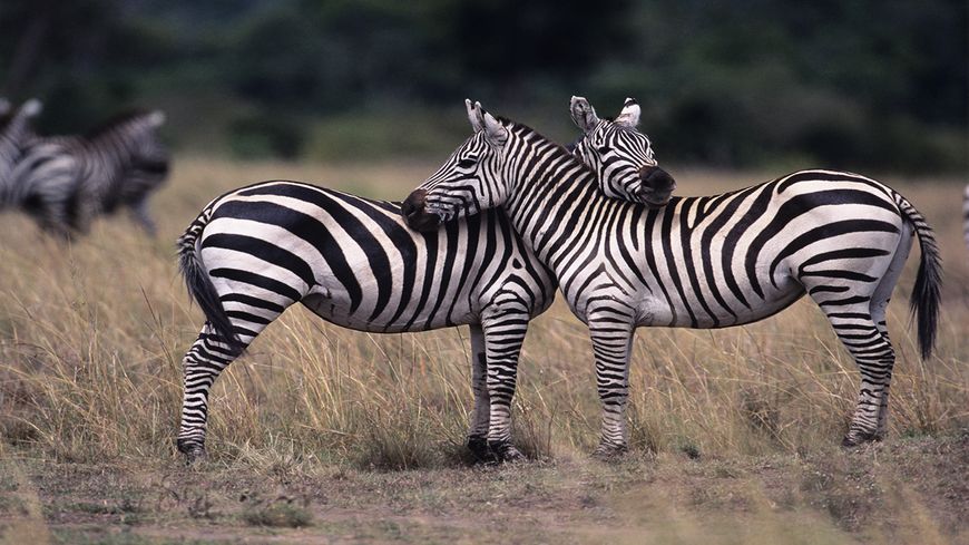 L'homosexualité chez les animaux