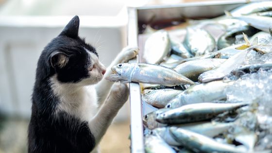 Des croquettes a base d'insectes pour nourrir les chats ©Getty - Jordan Lye
