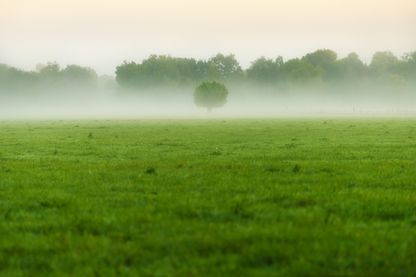 Prairie normande Prairie normande