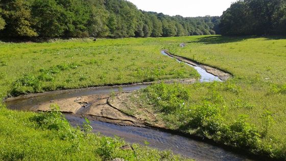 Le Sal retrouve son lit naturel et la flore colonise le fond de l’ancienne retenue - photo Eau du Morbihan