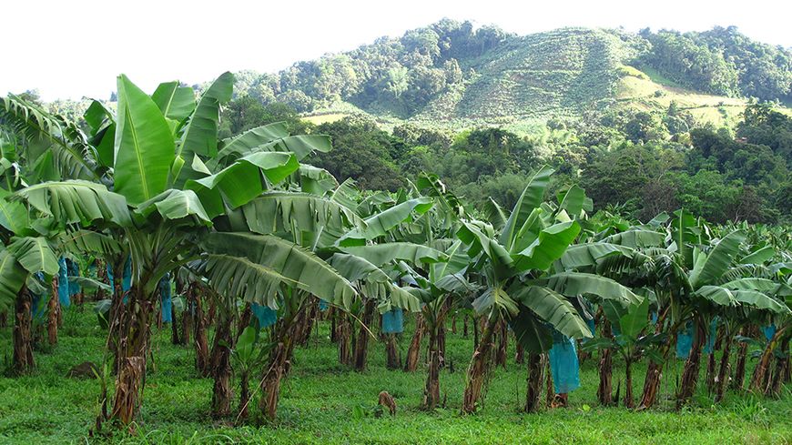 Bananeraie à la Martinique