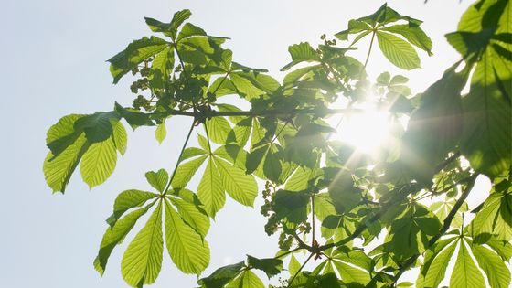 Photosynthèse en action, le soleil brillant à travers les feuilles ©Getty - Getty scientifique