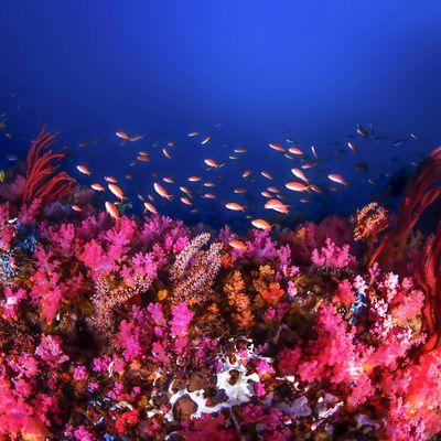 Récif de corail