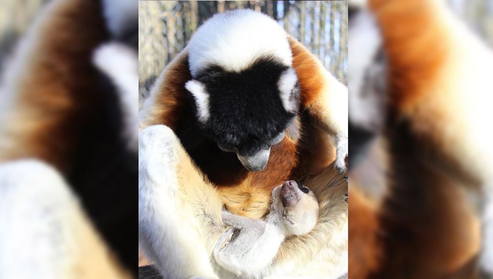 Quel Nom Pour Le Bebe Lemurien Ne Au Zoo De Mulhouse Quel Nom Pour Le Bebe Lemurien Ne Au Zoo De Mulhouse