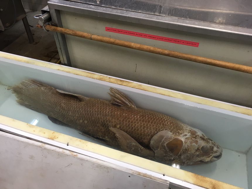 Coelacanthe - Atelier de taxidermie MNHN