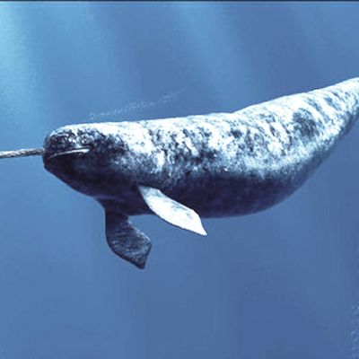 Narval ou licorne des mers