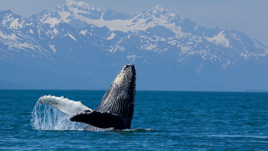 Baleine à bosse au large de l'Alaska