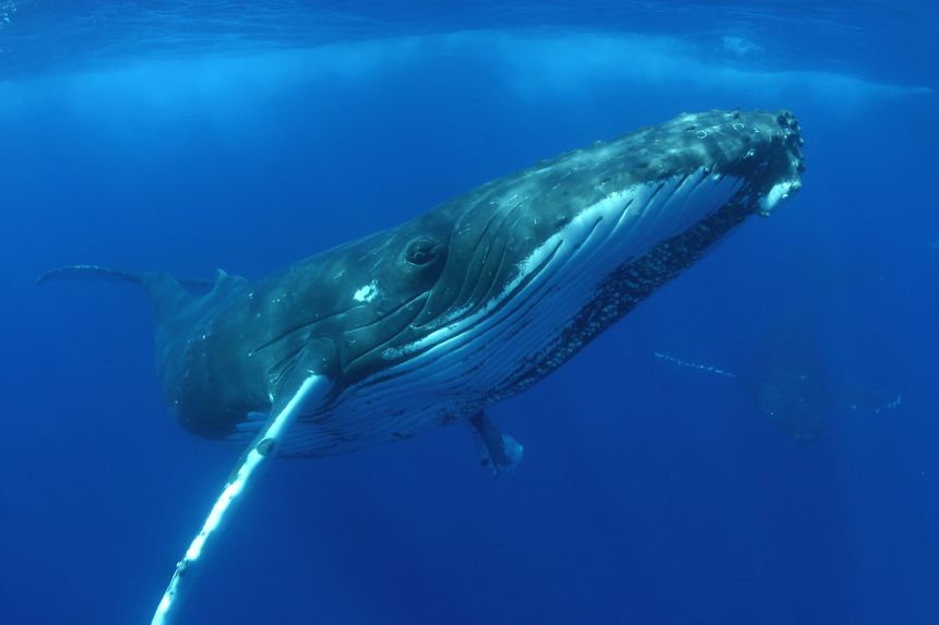 Baleine à bosse au large de Hawaii