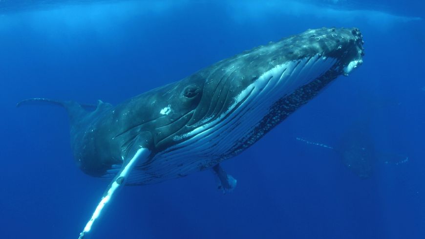Baleine à bosse au large de Hawaii