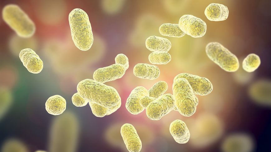 Le microbiote