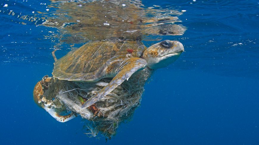 Près d'une île du Panama, cette tortue marine est piégée dans un mélange de déchets plastiques en tous genres.