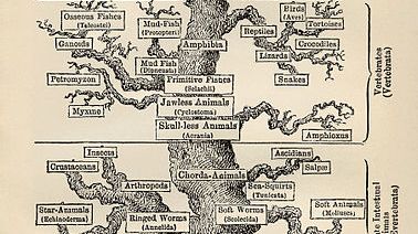 La conception d'un arbre de vie au XIXe siècle, par Ernst Haeckel dans son "L'évolution de l'Homme" (1879).