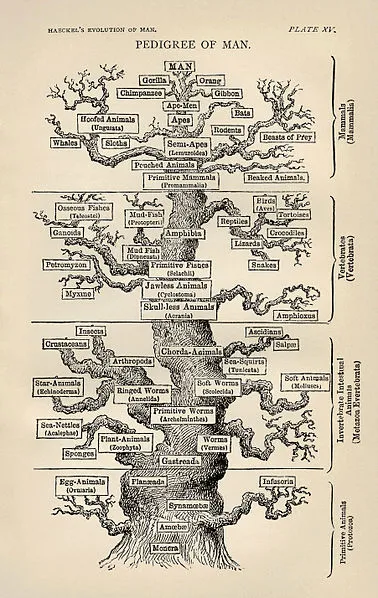 L'HUMANITÉ CONTRE LE VIVANT ? ET LE CAPITAL ? 838_tree_of_life_by_haeckel