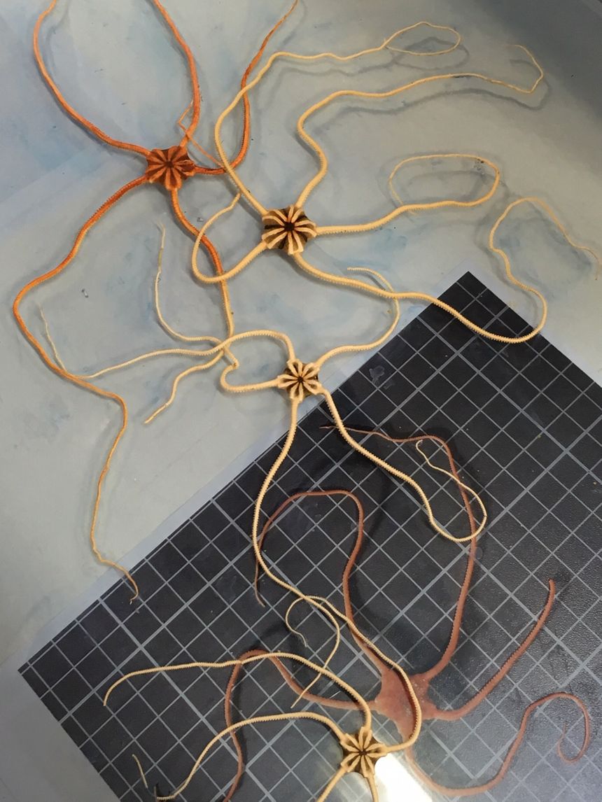 Ophiures - Atelier de taxidermie MNHN