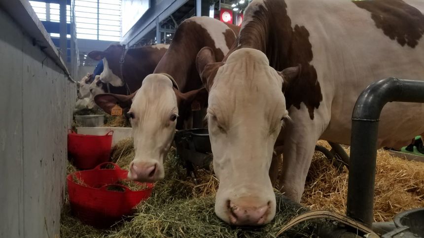 Les vaches se préparent avant de concourir pour le tire de la plus belle Montbéliarde au Salon de l'Agriculture