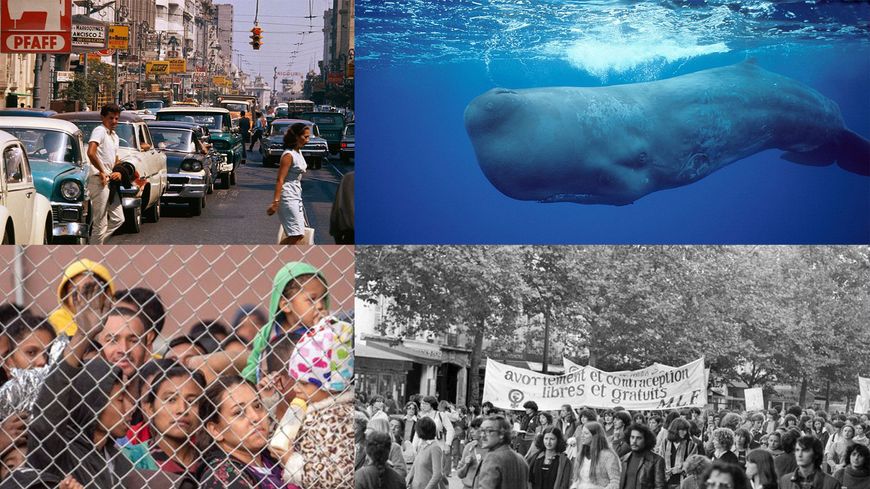 Cachalots, baleines, narvals...