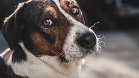 Comment mieux comprendre les animaux ? ©Getty - Enrique Díaz / 7cero