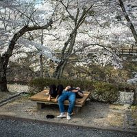 Couple en plein songes sous un cerisier japonais au Parc Kameoka Yawaraginomichi Sakura