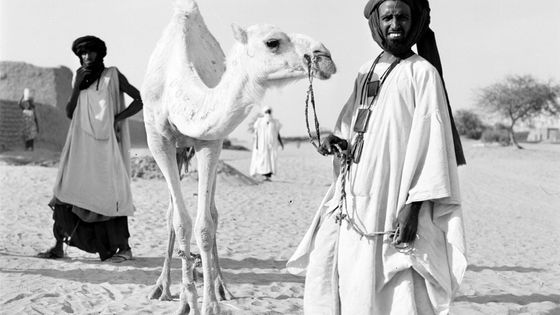 Méhariste Touareg avec son dromadaire à Tombouctou, années 1950, Mali. ©Getty - Michel HUET