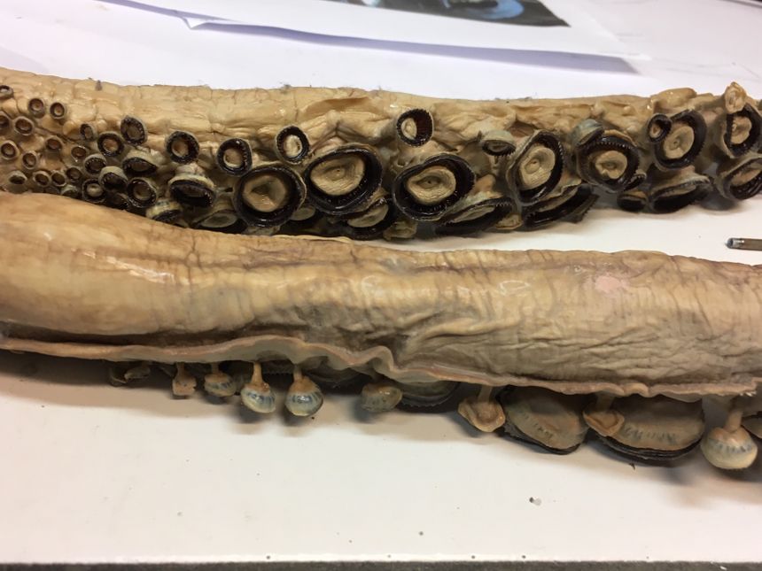 Tentacules de calamar géant - Atelier de taxidermie MNHN