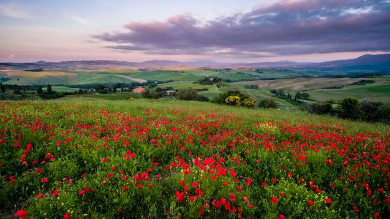 Un champ de Coquelicot en Italie ©Getty - Frank Bienewald/LightRocket