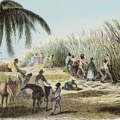 Les plantations sucrières sont organisées de façon industrielle : monoculture, division rationalisée à l'extrême des tâches et horaires stricts sont les maitres mots des contre-maîtres