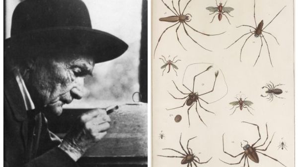Jean-Henri Fabre par Nadar (1910) (DP) / Planche ext des « Curiosités naturelles » d’Albert Seba (165-1736) (DP)